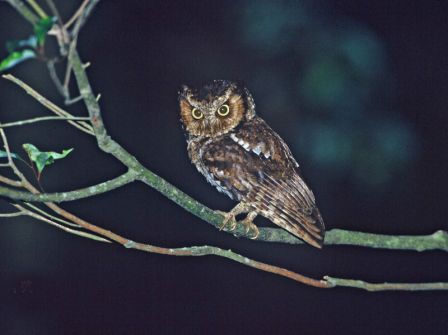 http://www.birdingintaiwan.com/Mountain%20Scops%20Owl.JPG