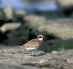 Mongolian Plover