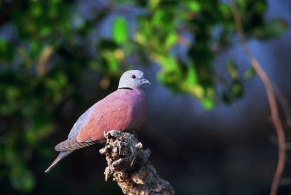 Red%20Collared-Dove.jpg