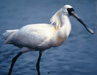 Black-faced Spoonbill