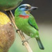 Black Browed Barbet