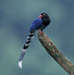 Taiwan Blue Magpie