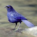 Taiwan Whistling Thrush