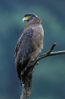 Crested Serpent Eagle