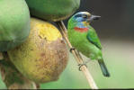 Black-browed Barbet