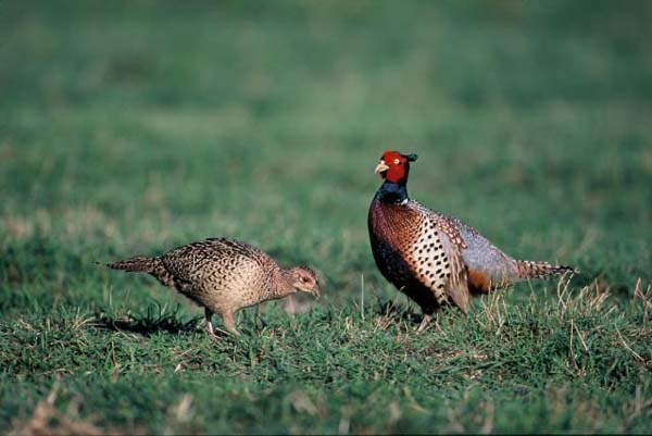 Nature Close to Home: The Ring-necked Pheasant | Warren County Post
