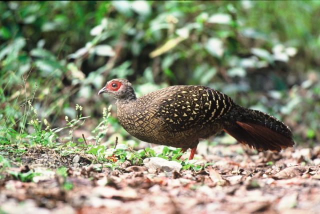 Swinhoe's Pheasant Photos - Shanghai Birding 上海观鸟