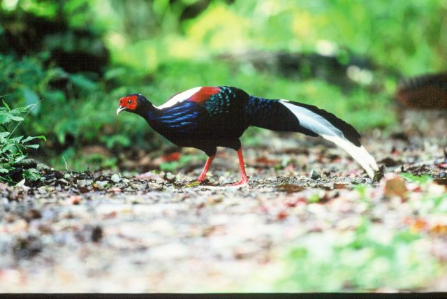 Swinhoe's Pheasant Photos - Shanghai Birding 上海观鸟