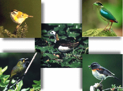 Birding in Taiwan - Fairy Pitta,