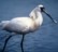 Black-faced Spoonbill