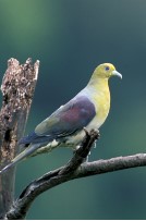 Japanese Green Pigeon