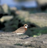 Mongolian Plover