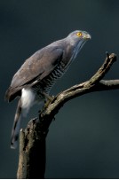 Crested Goshawk