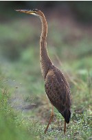 Purple Heron